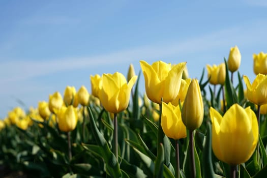 yellow tulips in a field in spring