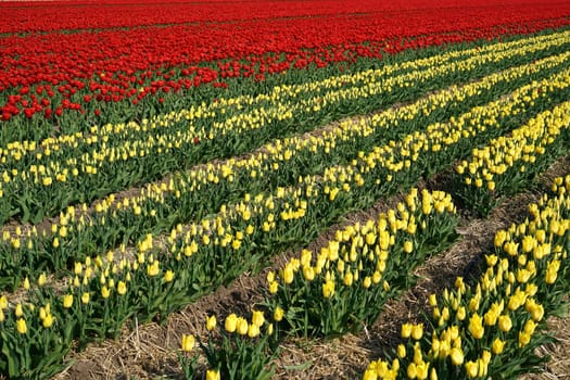 Tulips in a field in spring