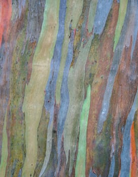 Tree bark texture background of Eucalyptus deglupta