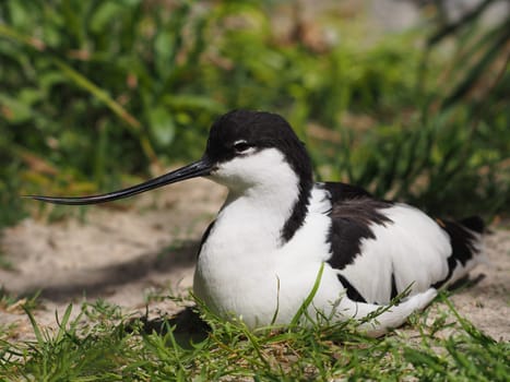 avocet