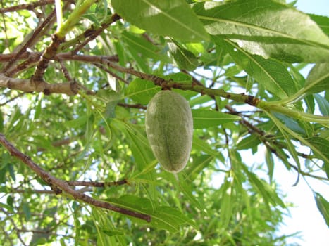 Almonds on the almond tree