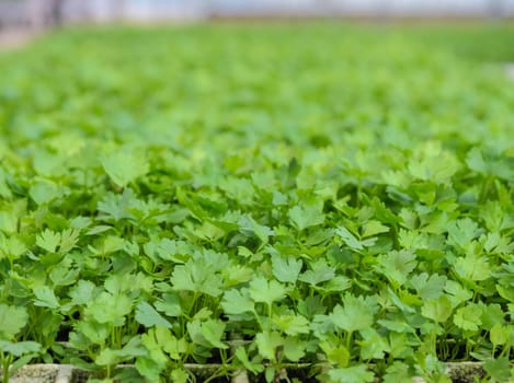 Chinese celery seedlings plant in a nursery