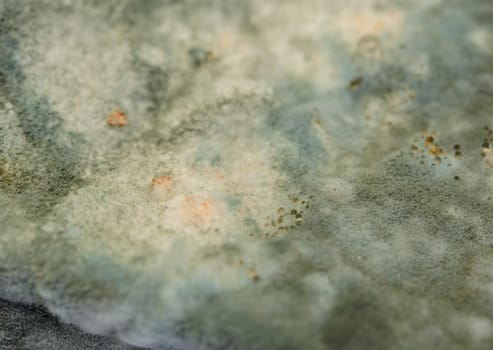 Close up of mold growing on cake in green and white spores
