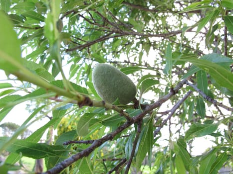 Almonds on the almond tree