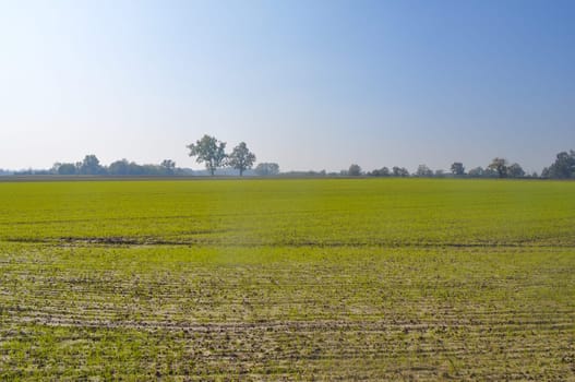 Cultivated field in early autumn season