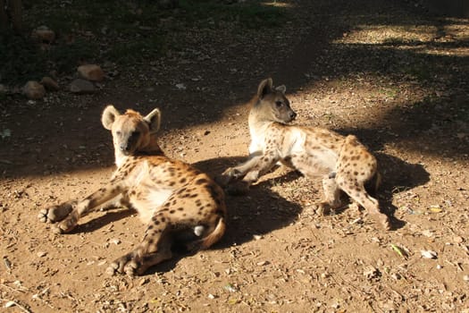 Cheetah (Acinonyx jubatus) Gepard Leopard