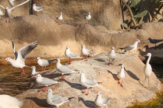Gull aka seagulls seabird bird animal
