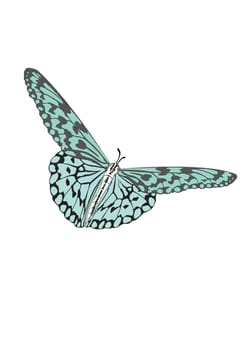 The Butterfly with open wings in a top view as a flying migratory insect butterflies