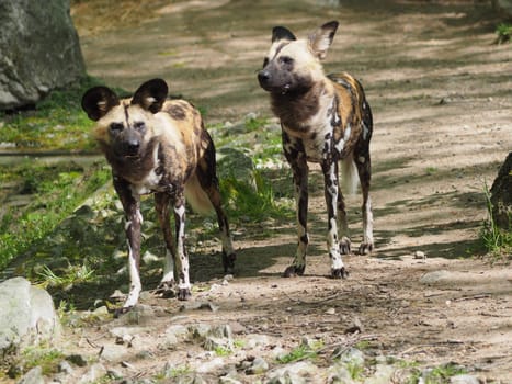 Spotted hyenas