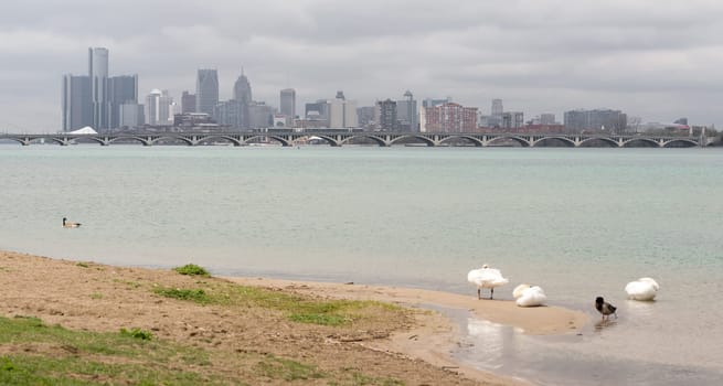 The buildings, wildlife, and downtown city skyline of Detroit, Michigan