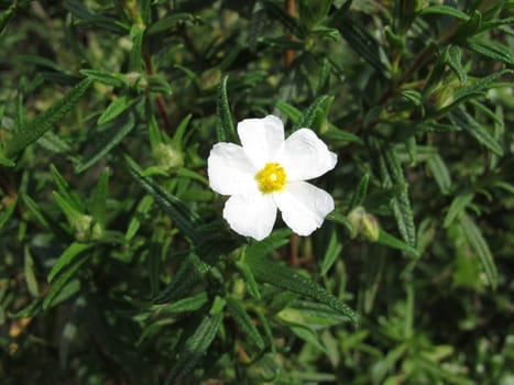 Montpellier Cistrose,Cistus monspeliensis