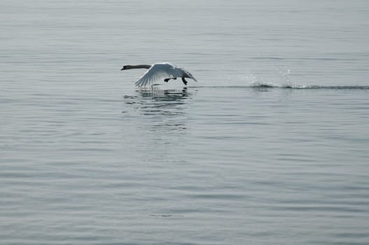mute swan