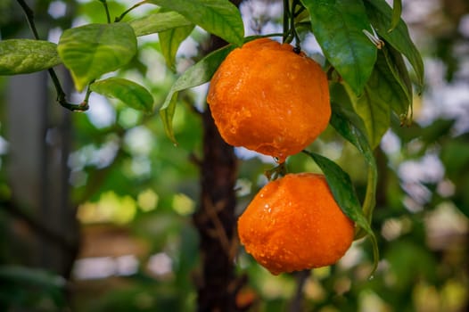 bright orange mandarin on a branch, close-up