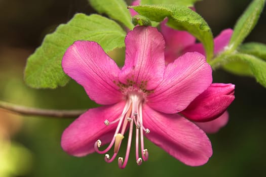 Rhododendron Blossom