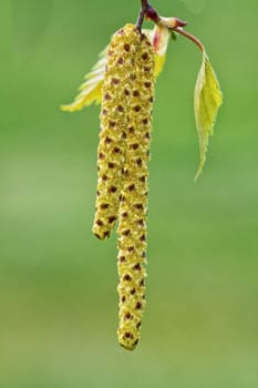 Catkins of hazel, highly allergenic pollen