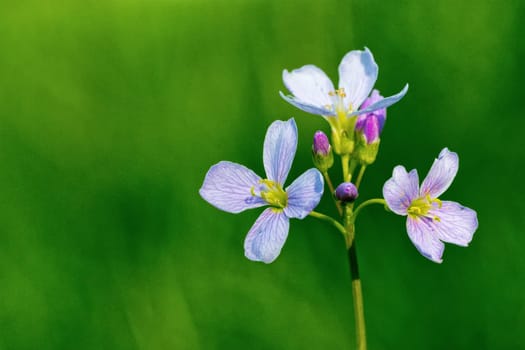 Macro of pink flower with nice blurred background