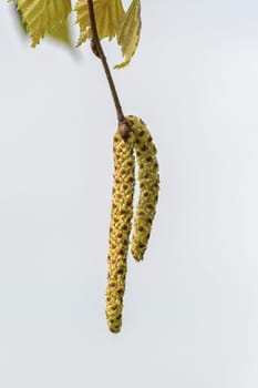 Catkins of hazel, highly allergenic pollen