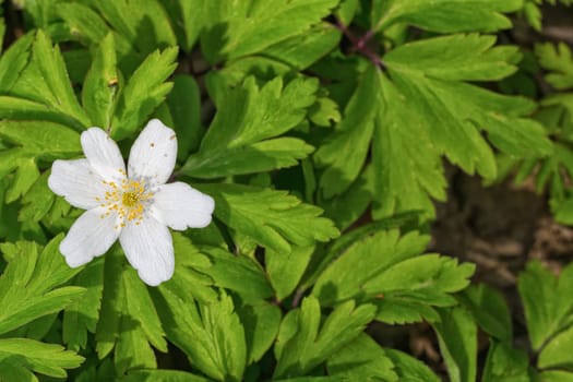 Nice white flower with blurred green background