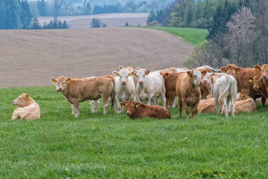 Herd of cows on pasture in the mountains