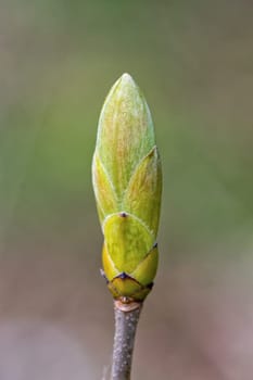 The young buds on the twig of a tree with blurred background