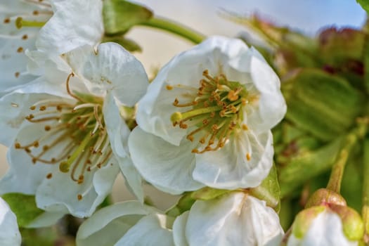 Flowers of the tree branch plum blossoms with blue background