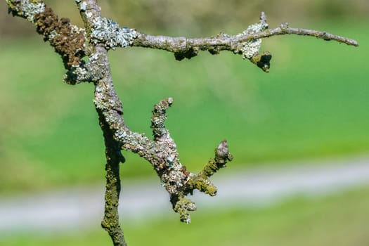 Detail of lichen on a twig of the tree with a blurred background