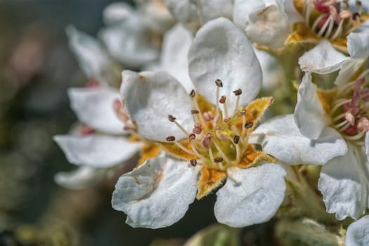 Flowers of the tree branch plum blossoms with blue background