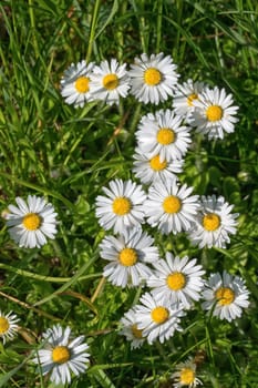 Group of daisies flowers in the green grass