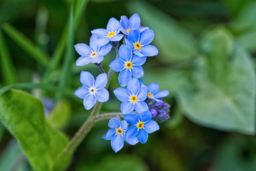 Macro of blue flowers with nice blurred background