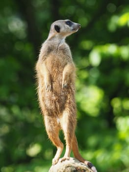 meerkat