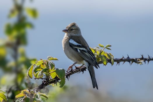 Female chaffinch perched on a thorny bramble branch