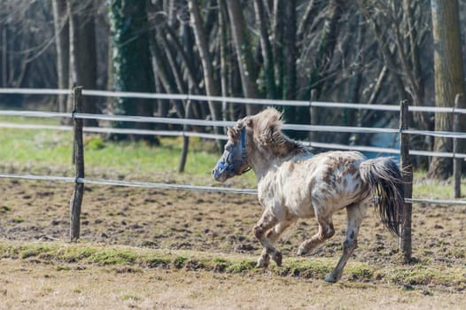A horse,pony,galloping in the fence