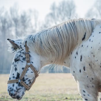 Closeup portrait of a beautiful horse