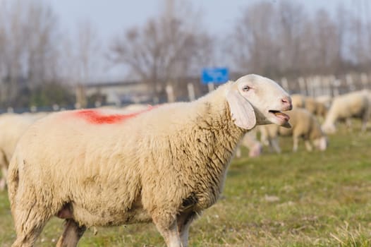 Portrait of beautiful sheep that is calling the lamb