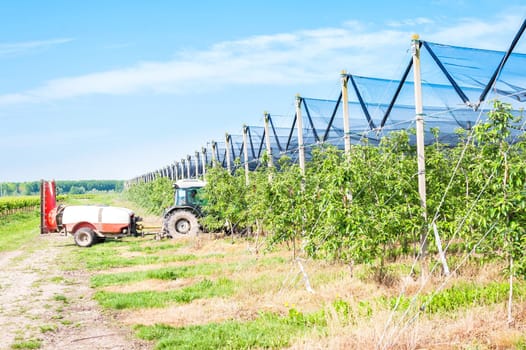 Agricultural work. Treatment pesticide to fruit trees