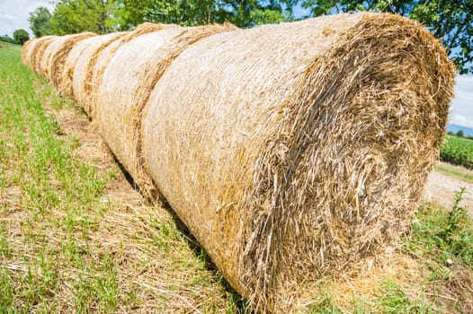 Hay bales in line drying in the sun