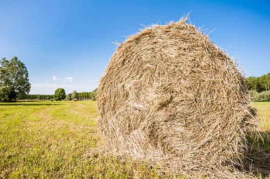 Bale of hay drying in the sun.