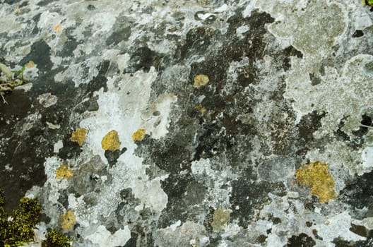 on a rocky surface green, gray and yellow moss fungus view