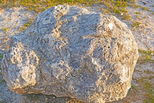 Shell Limestone in the Florida Keys