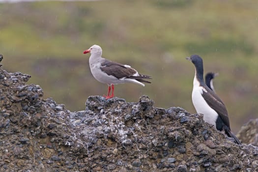 Dolphin Gull on a Remote Island in Tierra del Fuego in Chile