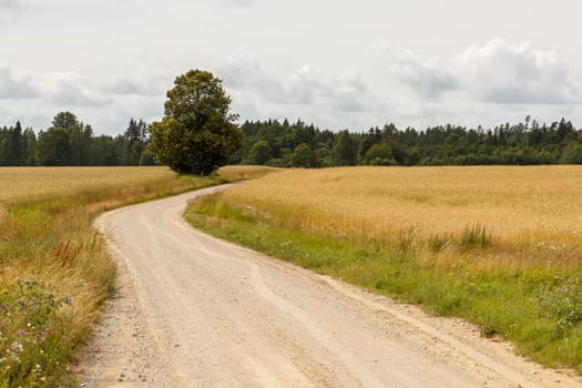 A gravel countryside road going trough a field