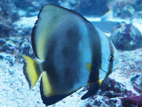 Longfin batfish