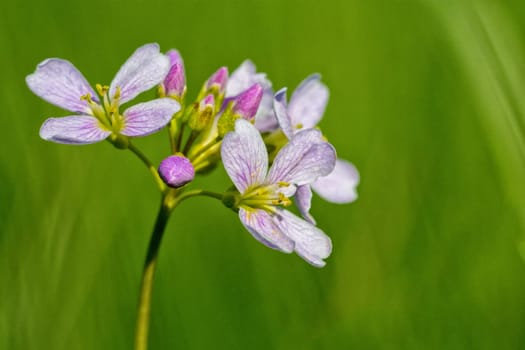 Macro of pink flower with nice blurred background