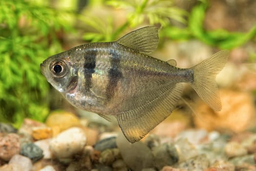 Nice aquarium fish from genus Hyphessobrycon
