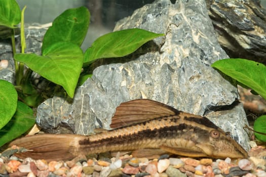 Nice suckermouth on a bottom in the aquarium
