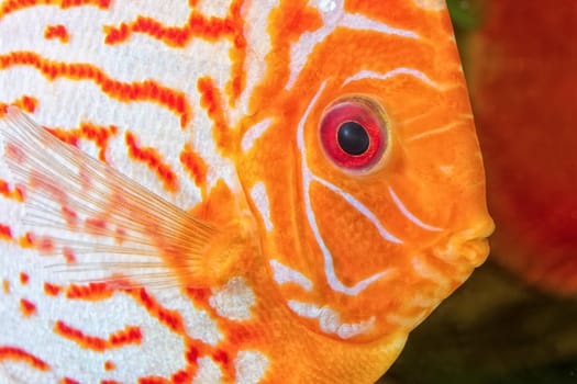 Detail portrait of head of discus aquarium fish