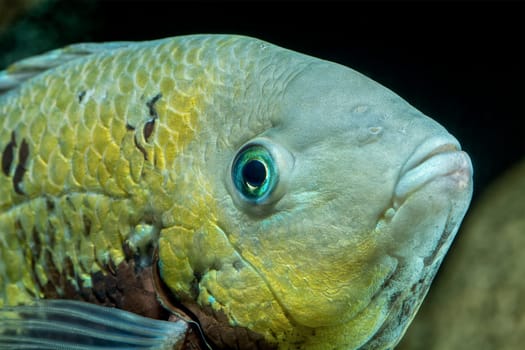 Detail portrait of cichlid fish from genus Vieja
