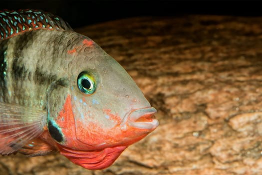 Detail of head of cichlid fish from genus Thorichthys