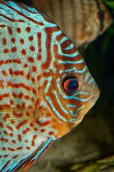Detail portrait of head of discus aquarium fish
