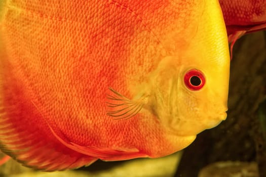 Detail portrait of head of discus aquarium fish